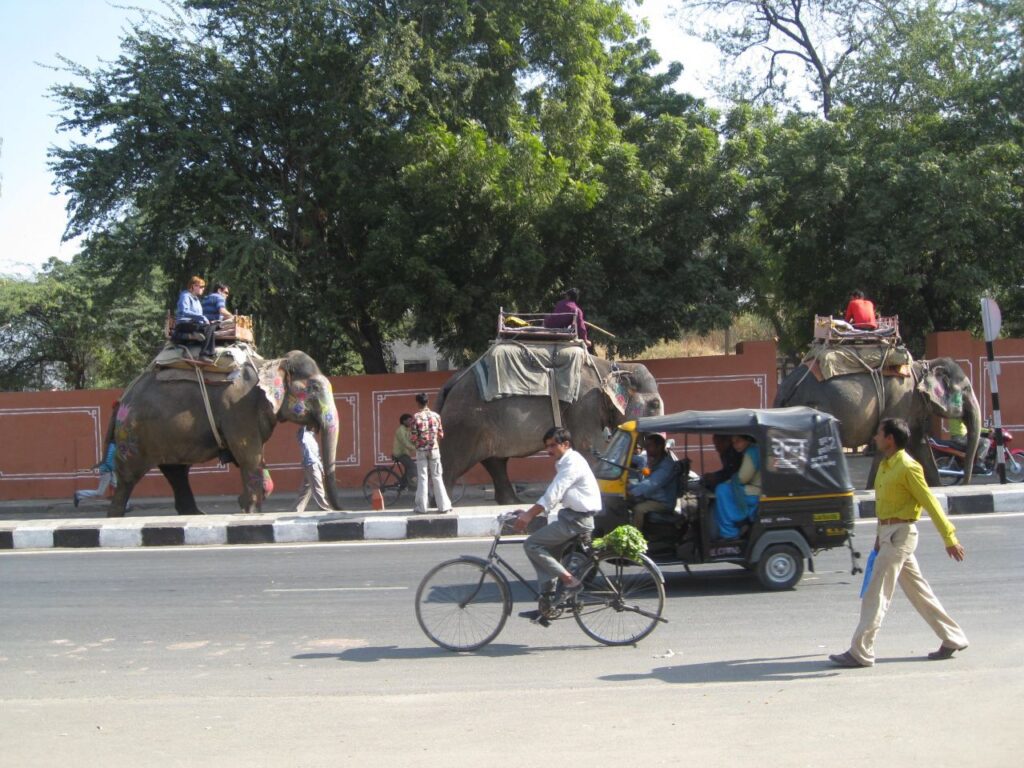 Elephants Jaipur India Stock Free