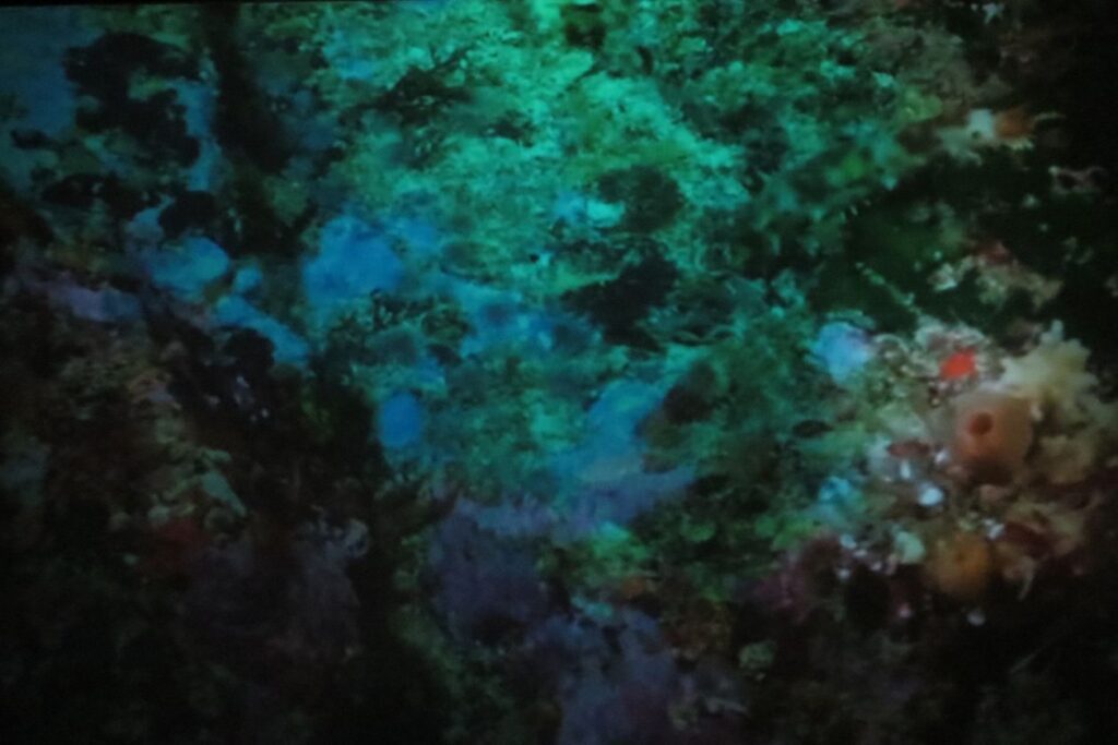 Underwater texture Stock Free