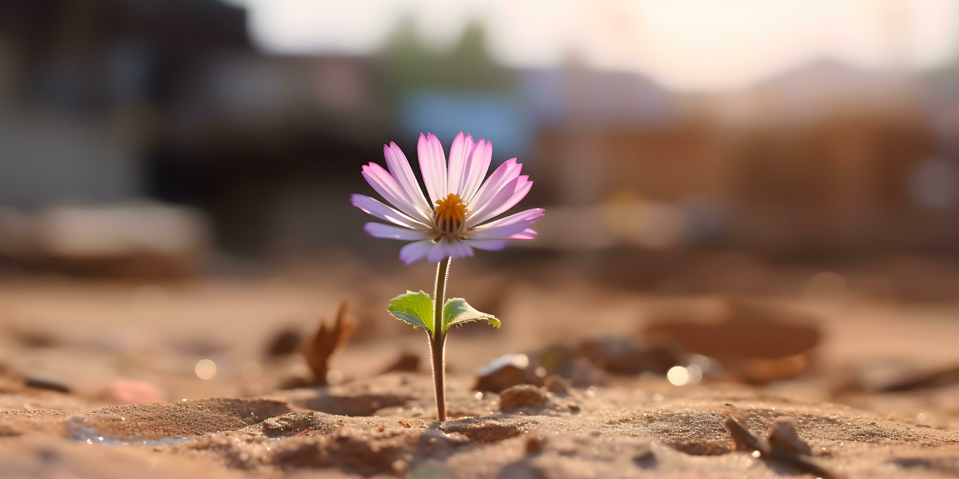 Hope concept. Flower growing in dry soil. Stock Free