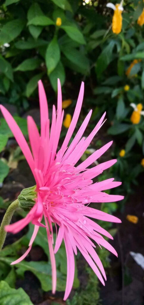 Pink Hebras,pink flowers on tropical foliage nature background. Stock Free