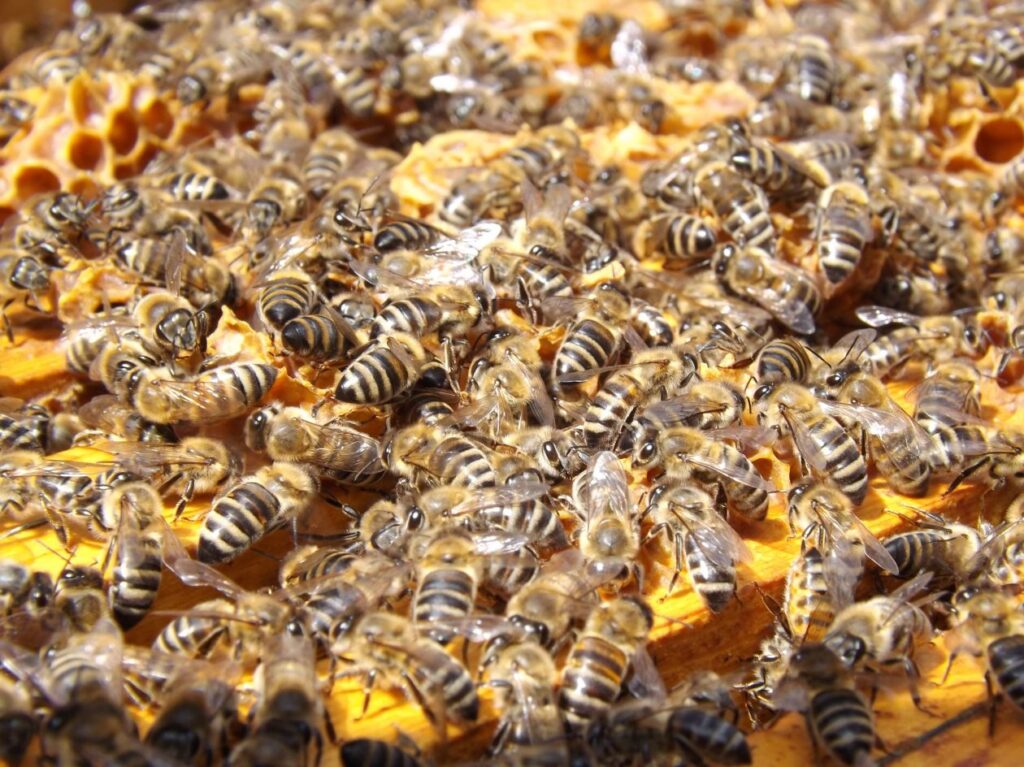 Beehive Stock Free