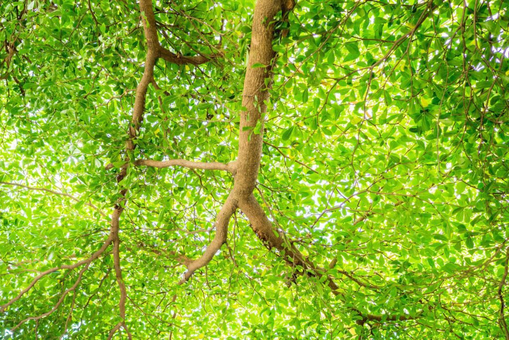 green leaf branch for natural background with space Stock Free