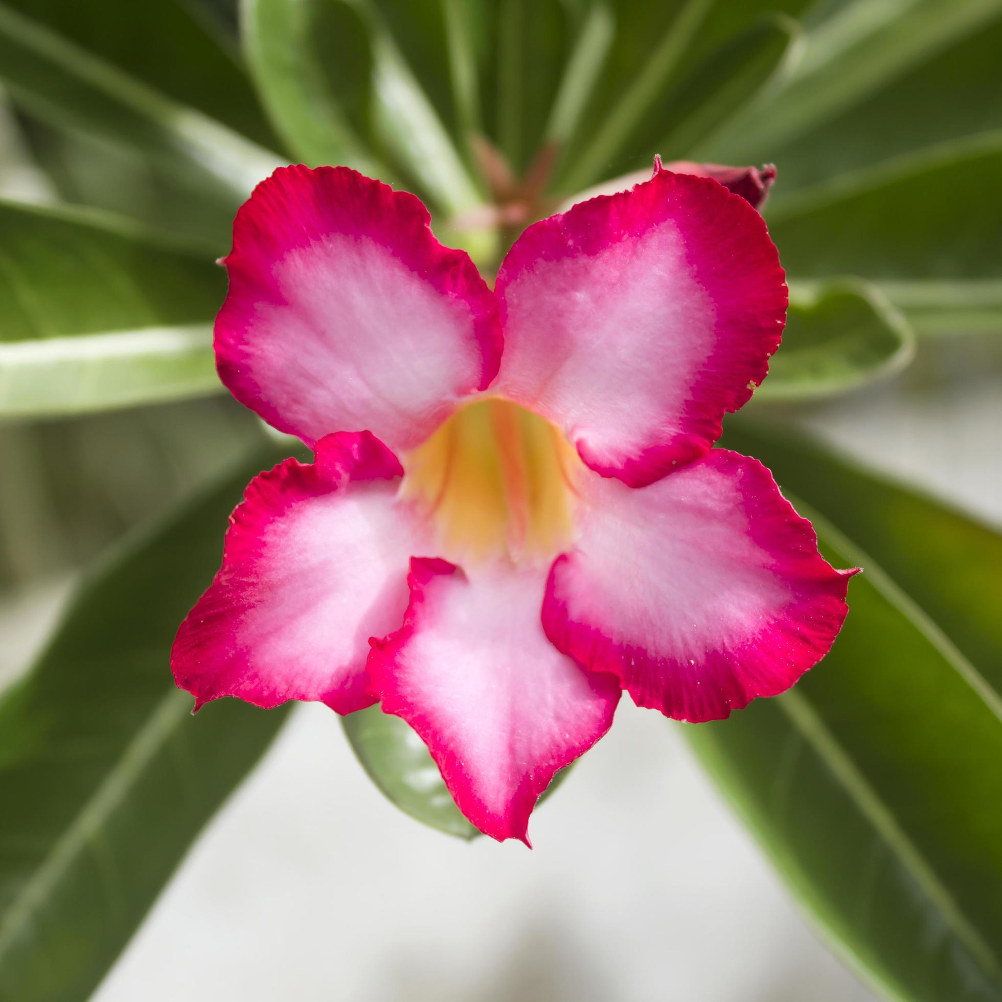 Floral background. Tropical flower Pink Adenium. Desert rose. Stock Free