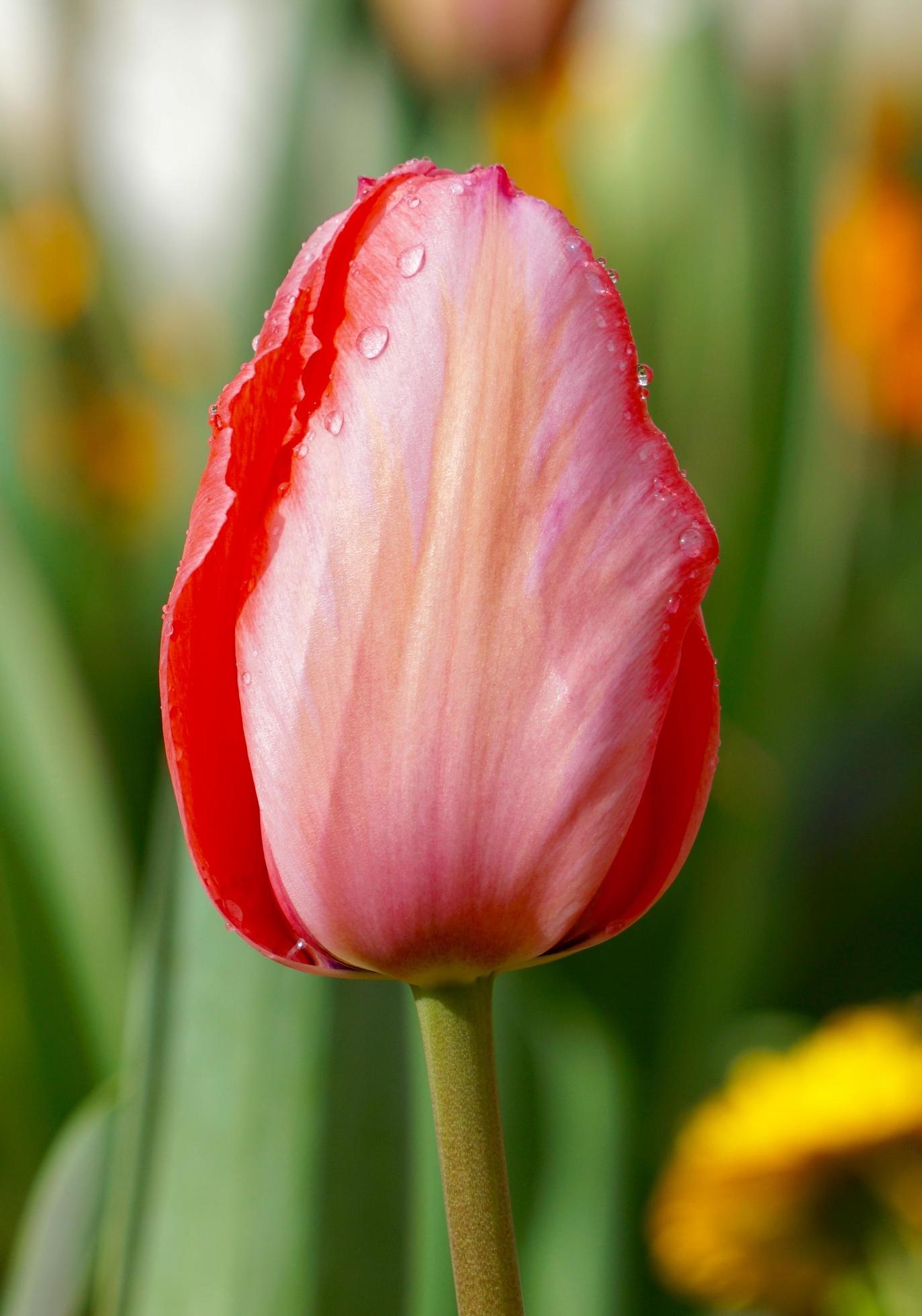 Red pink tulip flowers in the garden in the spring season Stock Free