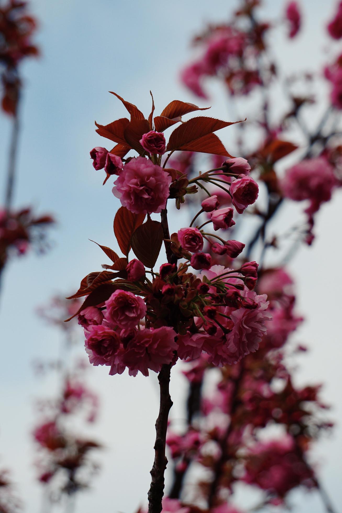 Beautiful pink flower plant in the garden in springtime Stock Free