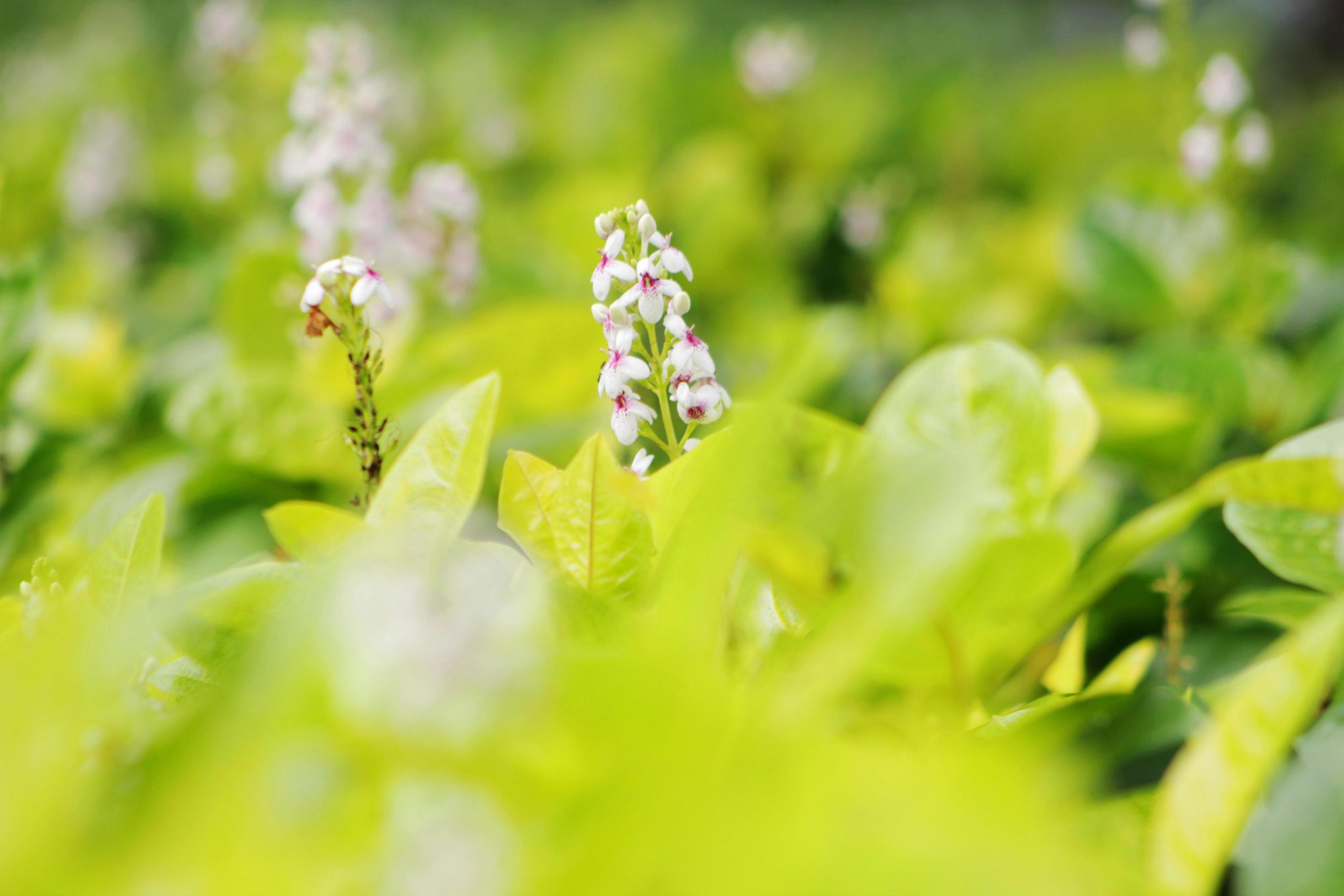 Flowers that often thrive in parks in Jakarta are a type of plant called lupine Stock Free