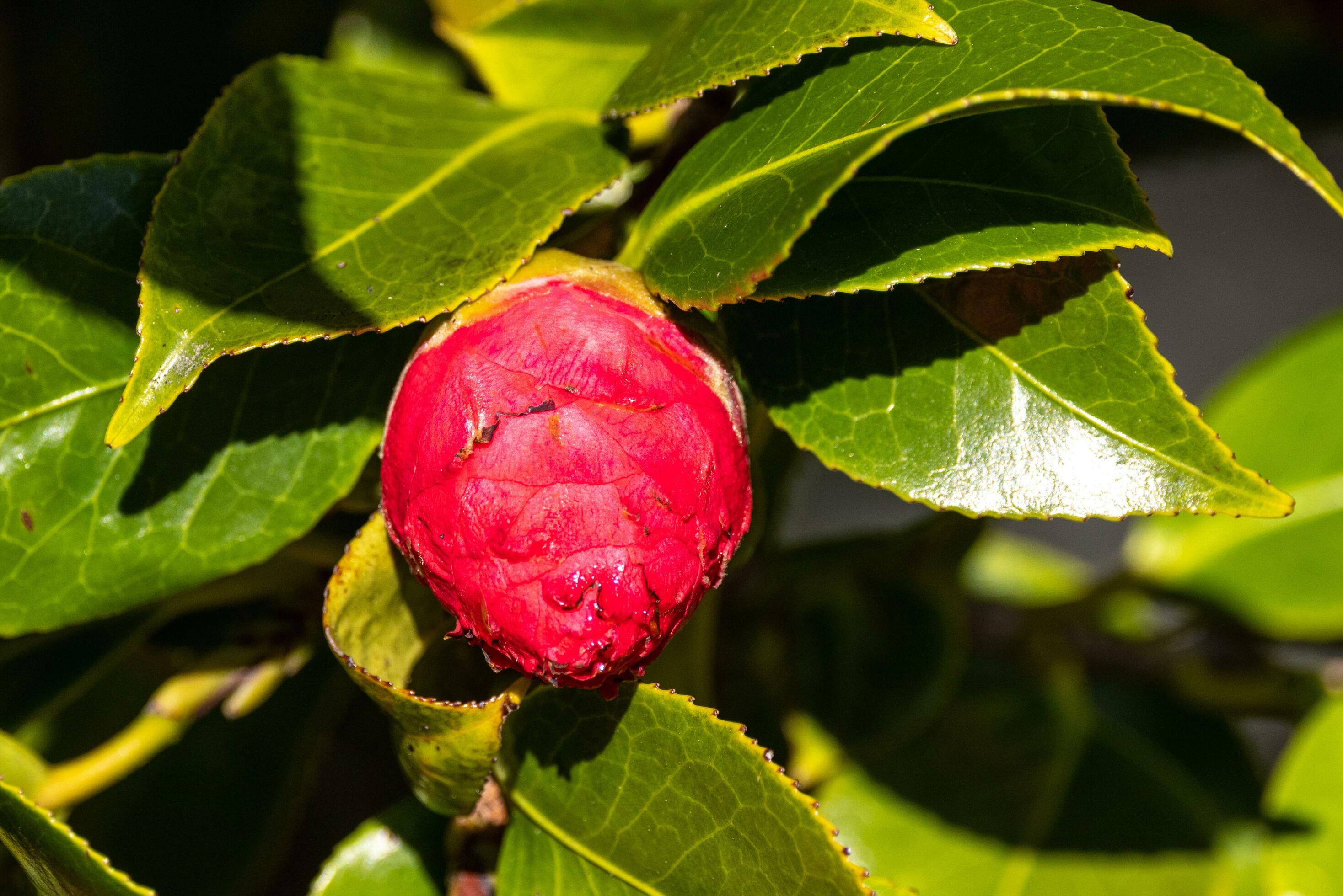 Pink Camellia Flower Bud Stock Free