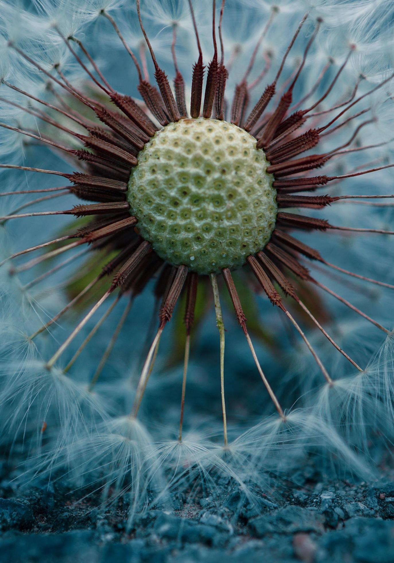 Macro close up of a dandelion flower in the spring season Stock Free