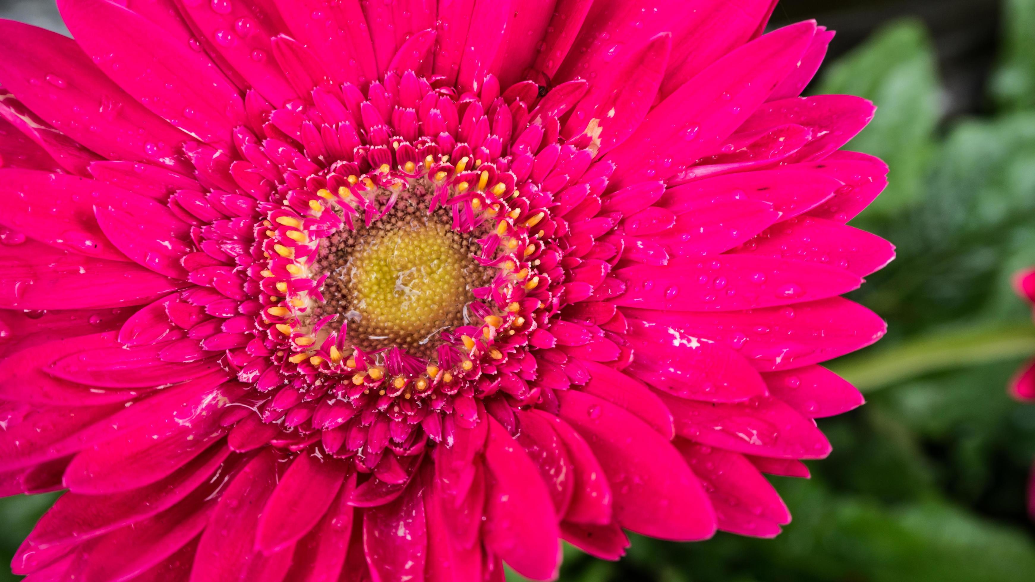 beautiful gerbera flower on the outdoor garden Stock Free