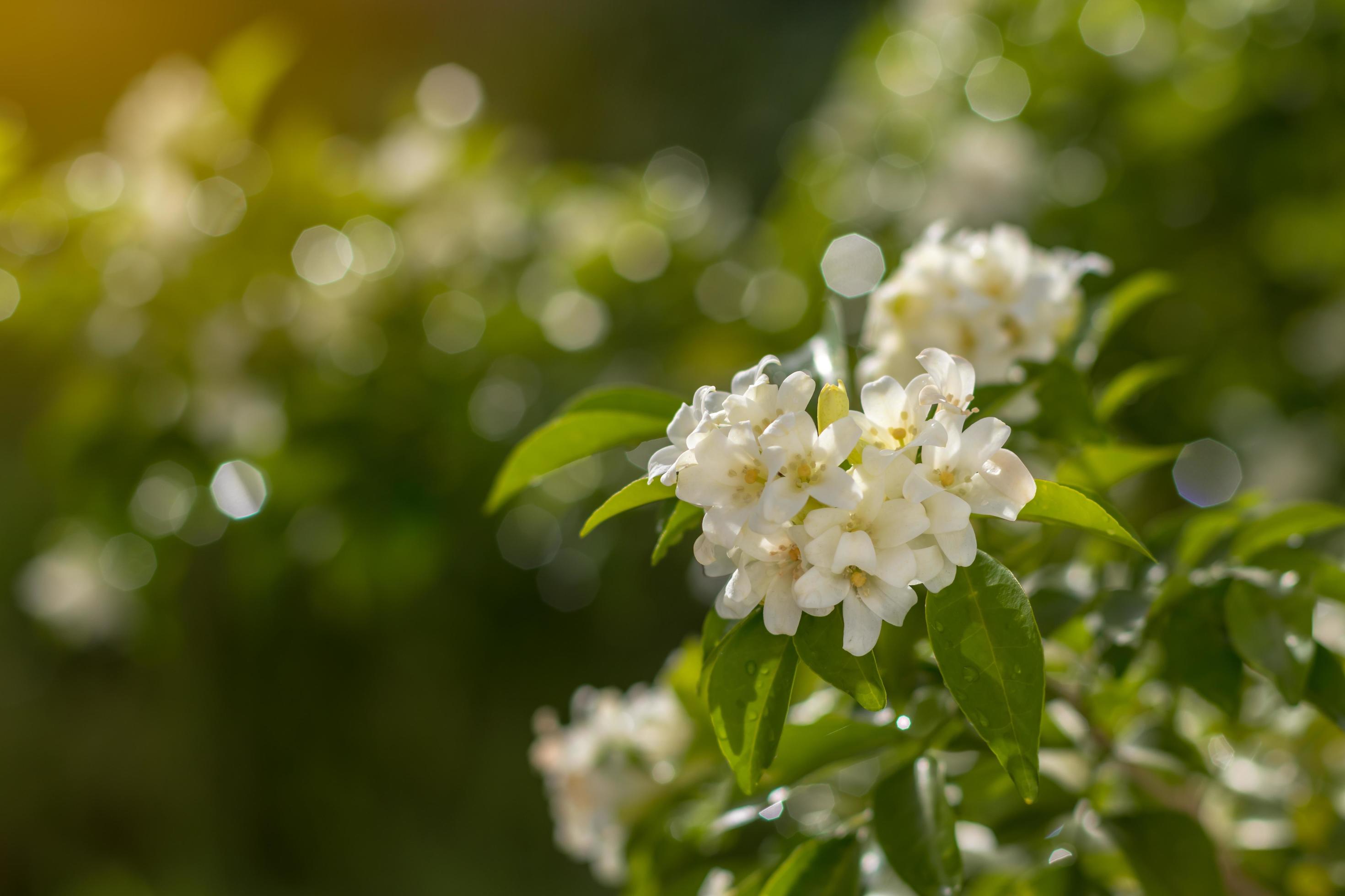 Close-ups of flowers Murraya paniculata. Stock Free