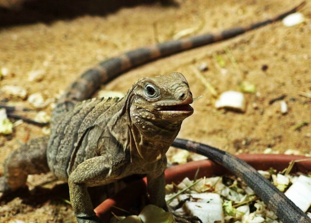 Cuban Rock Iguana Reptile Desert Stock Free