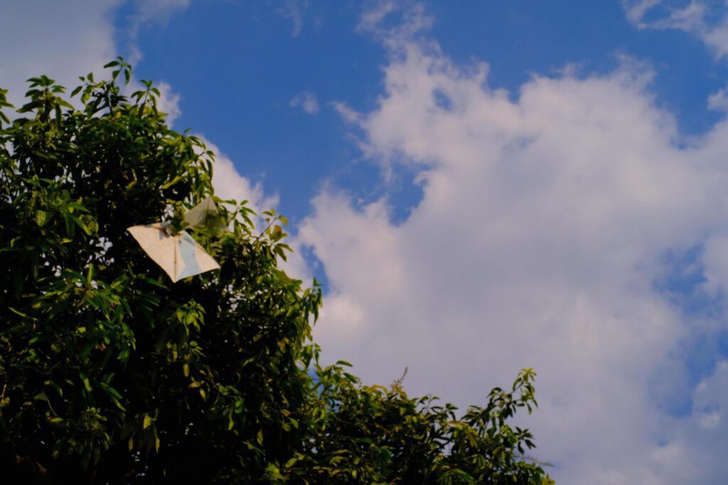 Background Photography. Photo of a kite caught in the branch of a towering mango tree. Snagged kites, objects, children’s games. Stock Free