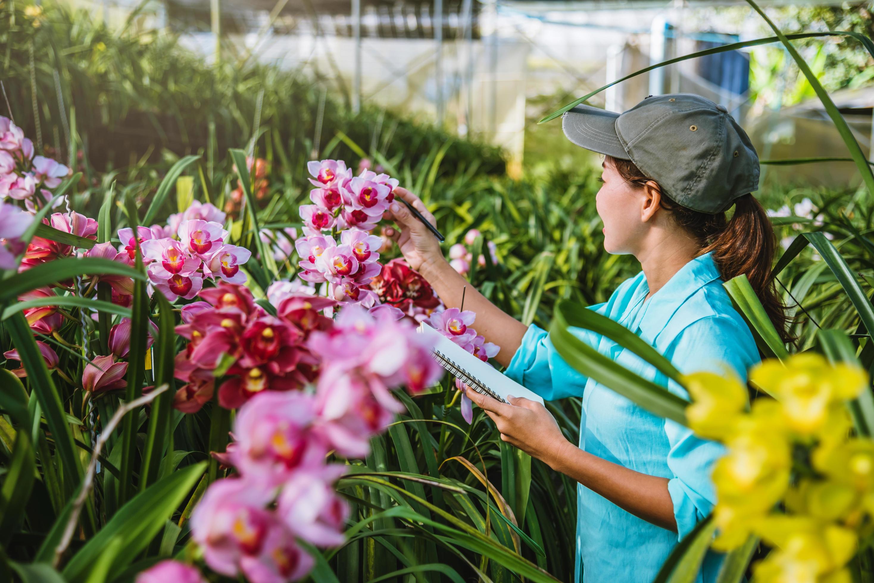 The girl notes the changes orchid growth in the garden. Beautiful Orchid background in nature Stock Free