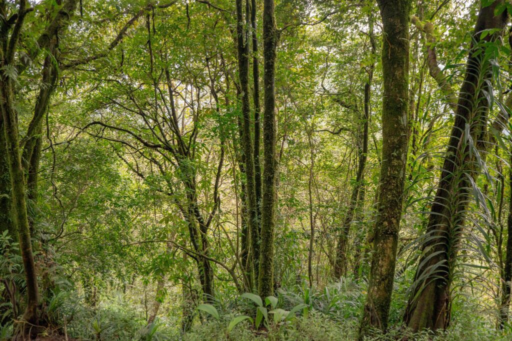 The way going to deep forest when spring time. The photo is suitable to use for adventure content media, nature poster and forest background. Stock Free