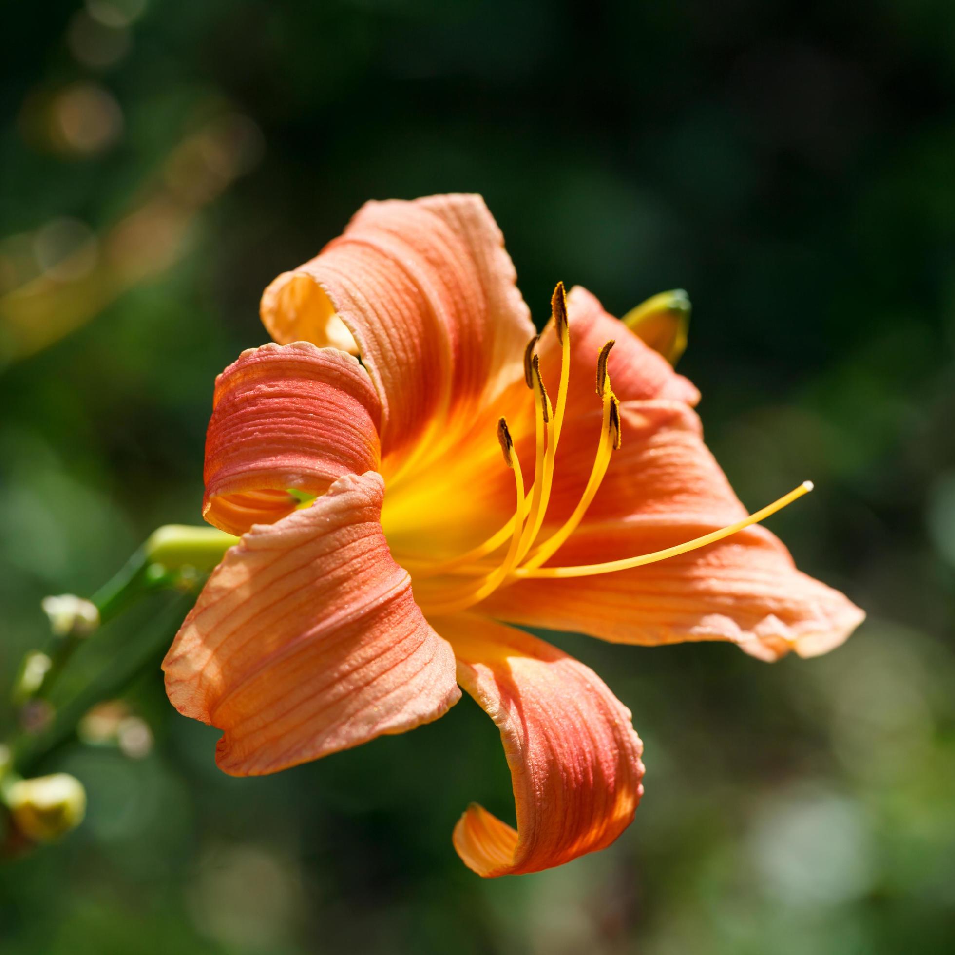 Orange-yellow lily flower,Close-up Stock Free