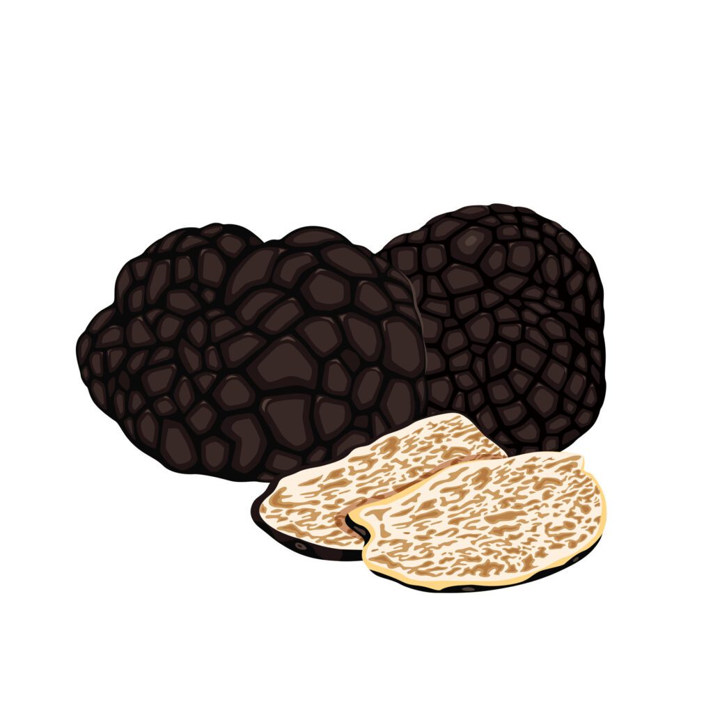 Black truffles isolated on a white background Free Vector