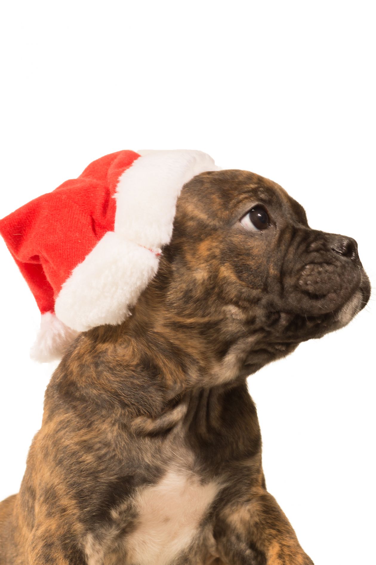 Christmas puppy Stock Free