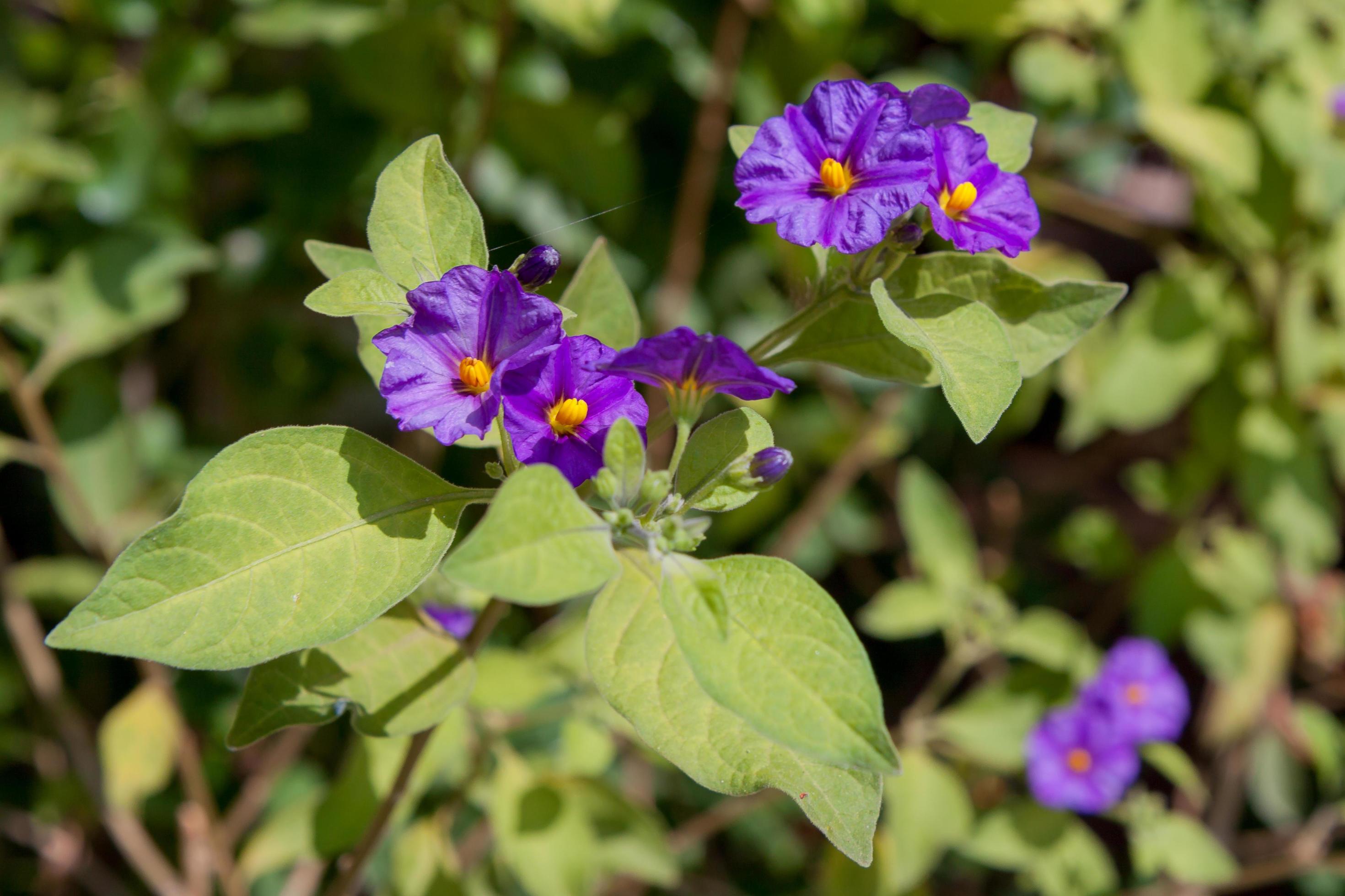 Solano Bush Flowering in Cyprus Stock Free