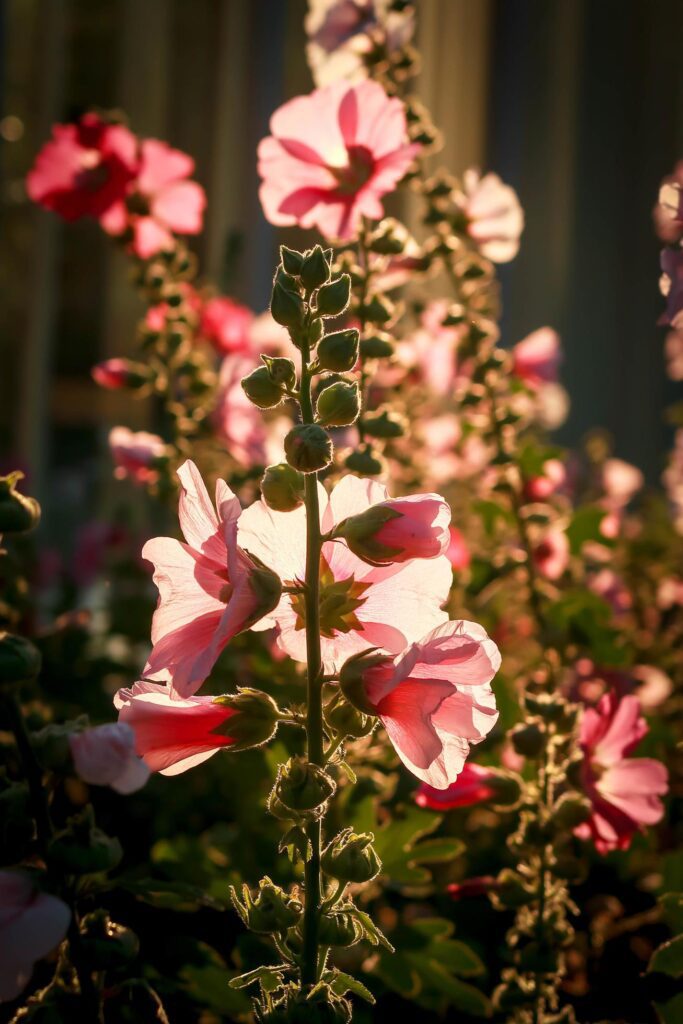 Beautiful pink hollyhock Althaea rosea flower blooming in summer garden Stock Free