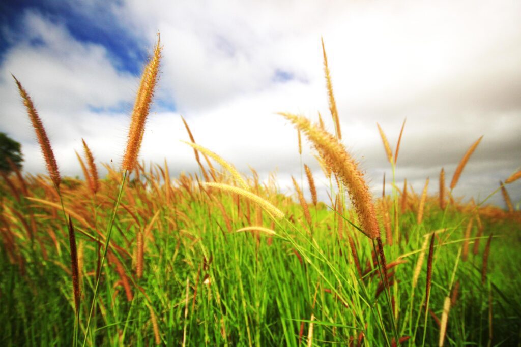 Beautiful grass flowers field with cloudy and windy storm on sky in natural sunlight Background Stock Free