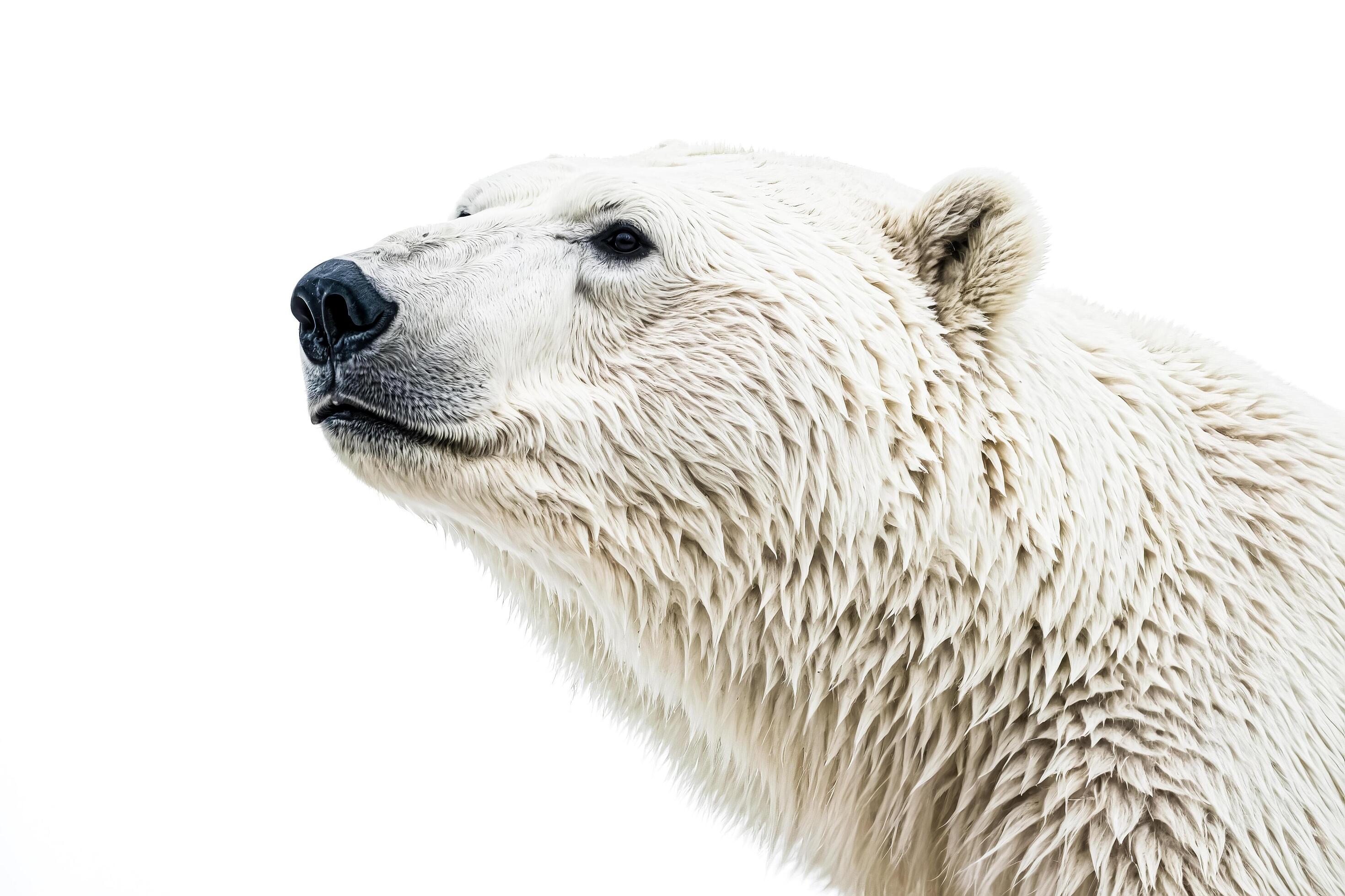 Polar Bear Portrait with White Background Stock Free