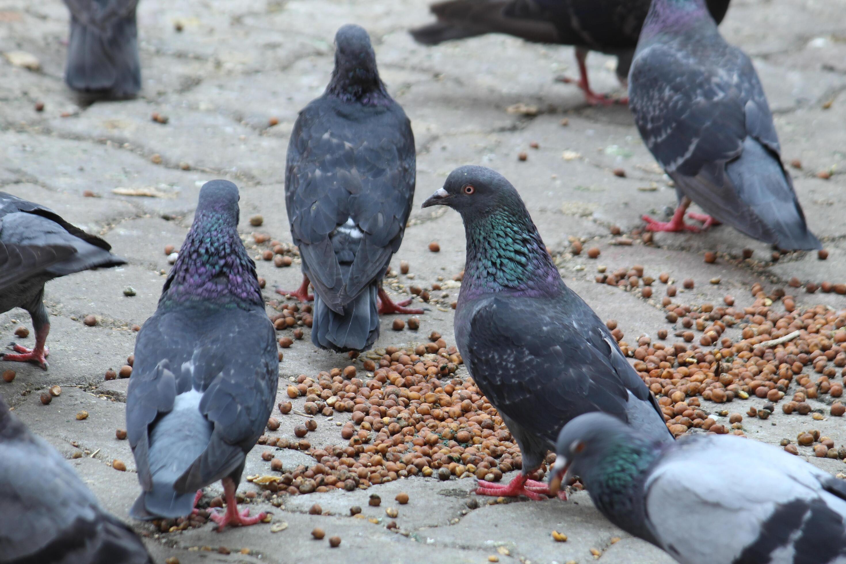 Common Indian Pigeon display on local street. Bird feeding on open and empty road. Beautiful Bird background. Stock Free