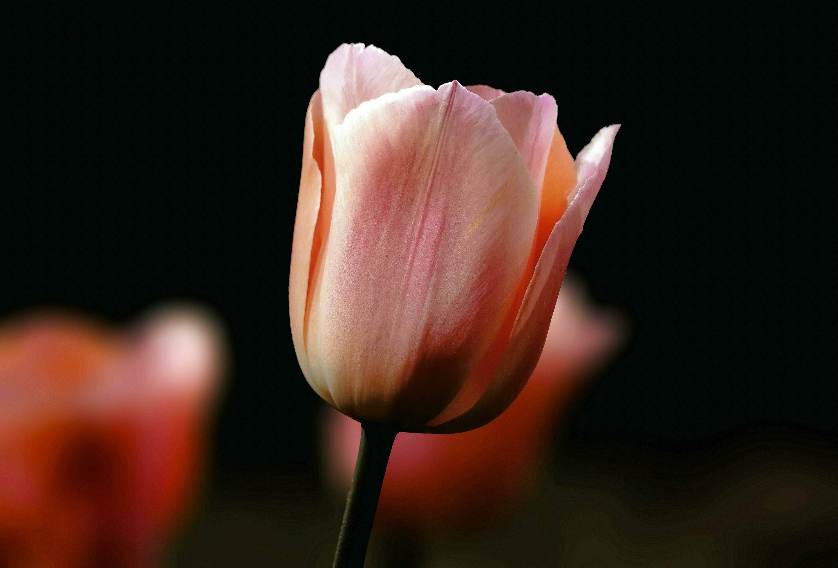 Tulip, Flower, Plant image Stock Free