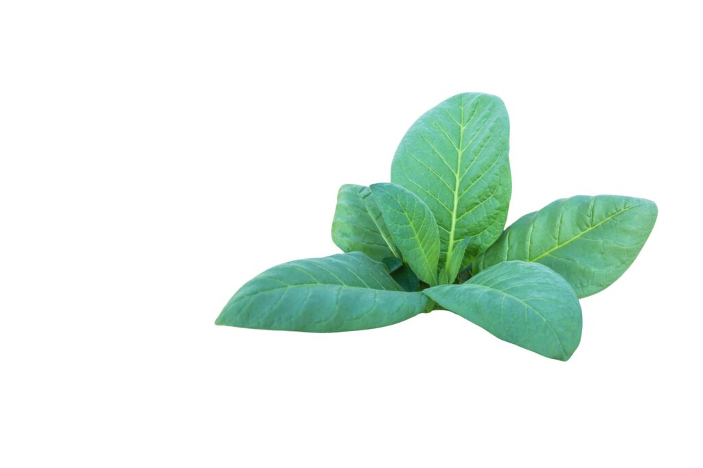 A cut-out of a tobacco leaf on a white background with clipping paths. Stock Free