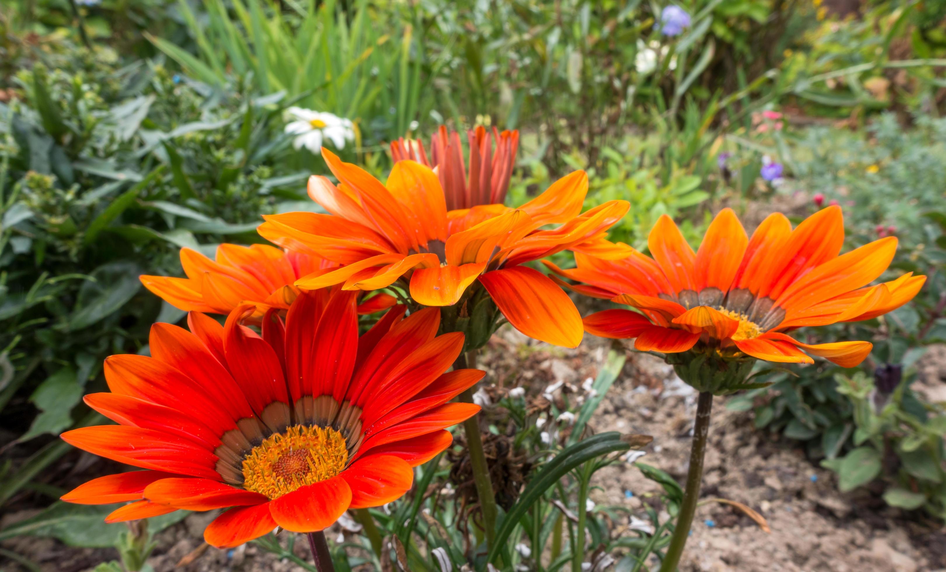 Orange Gazanias flowering in an English garden Stock Free