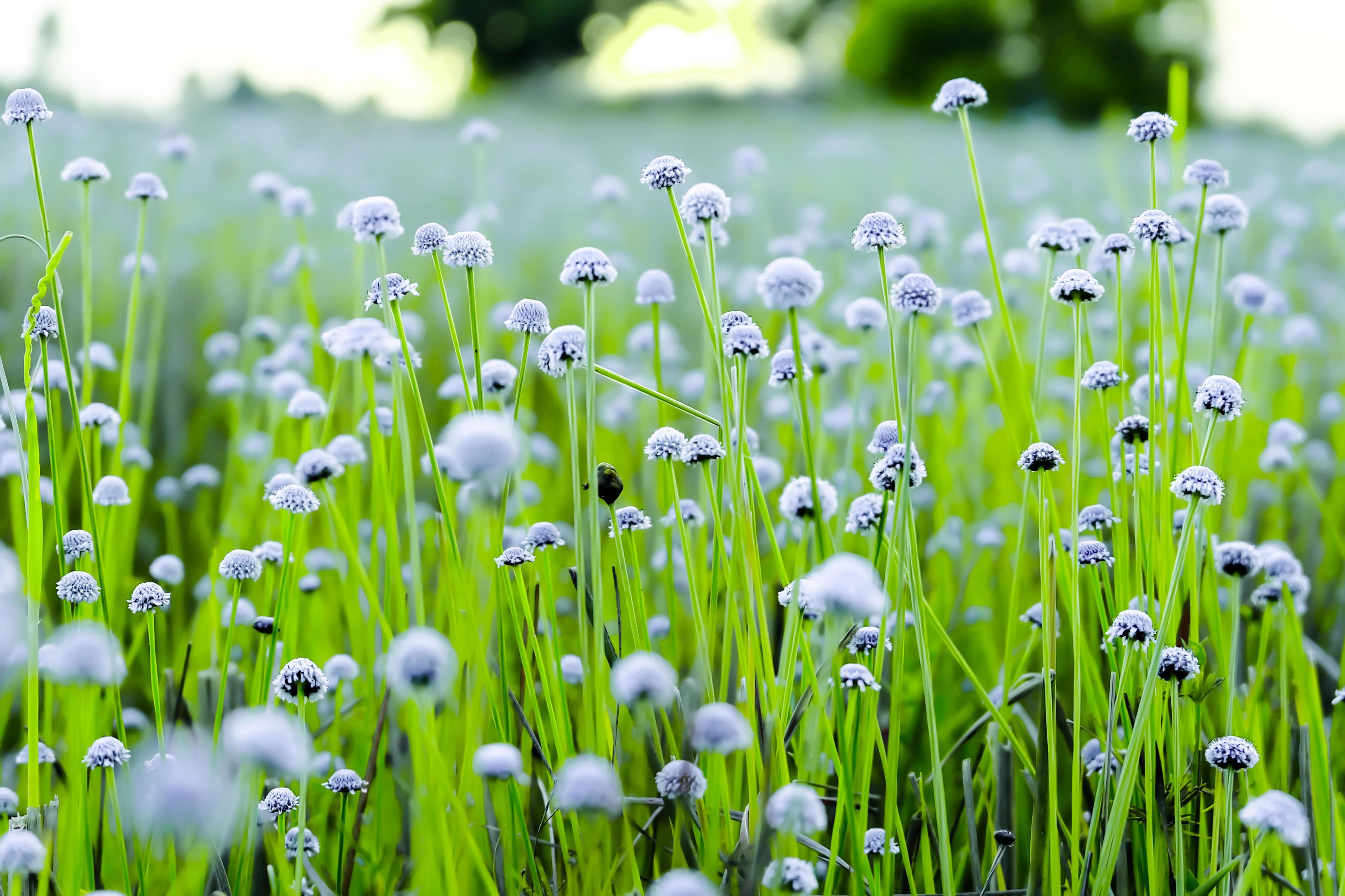 white flower fields.Beautiful growing and blooming in the morning,selective focus Stock Free