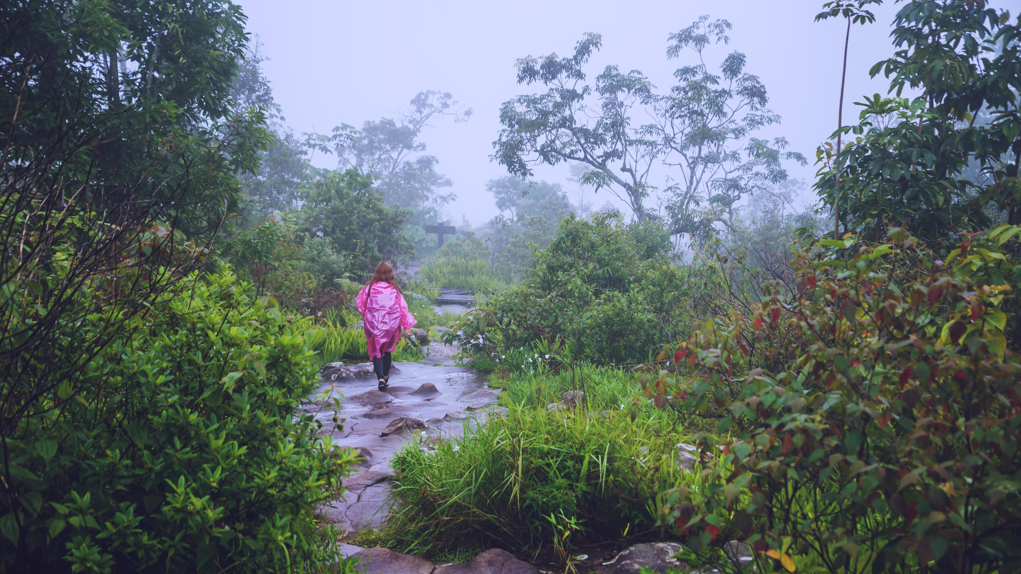 tourist with pink rain coat walking travel adventure nature in the rain forest. travel nature, Travel relax, Travel Thailand, rainy season. Stock Free