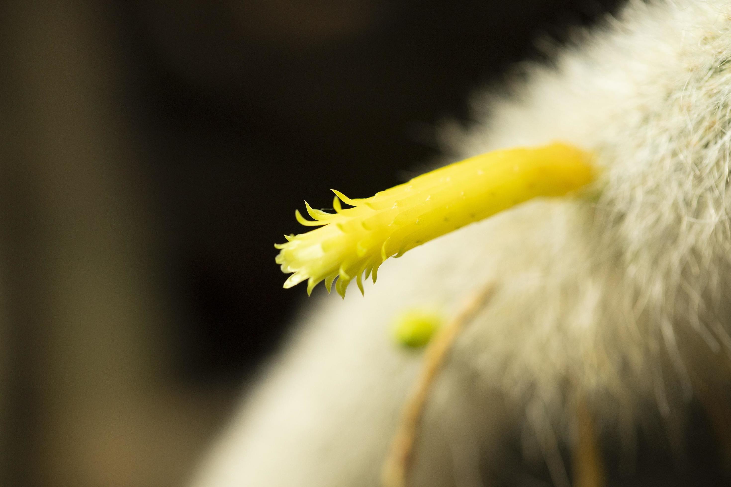 Yellow cactus flower Stock Free