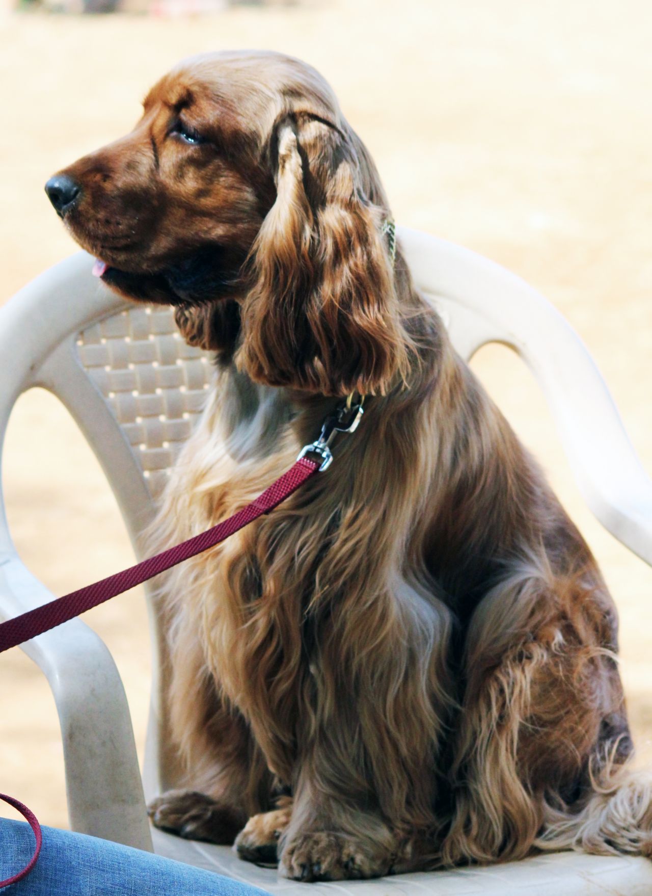 American Cocker Spaniel On Chair Stock Free