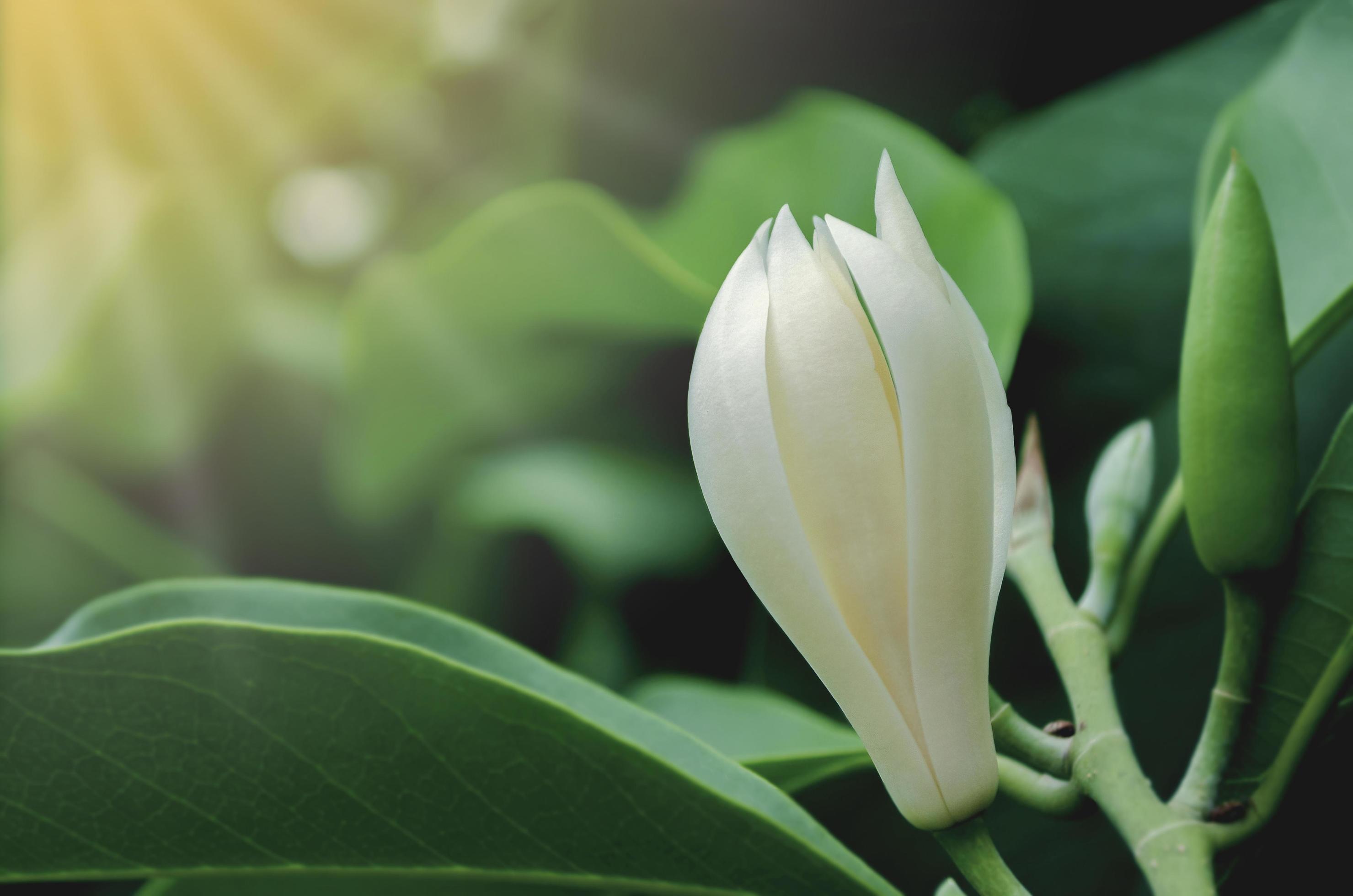 White Champaka flower or Michelia alba Stock Free