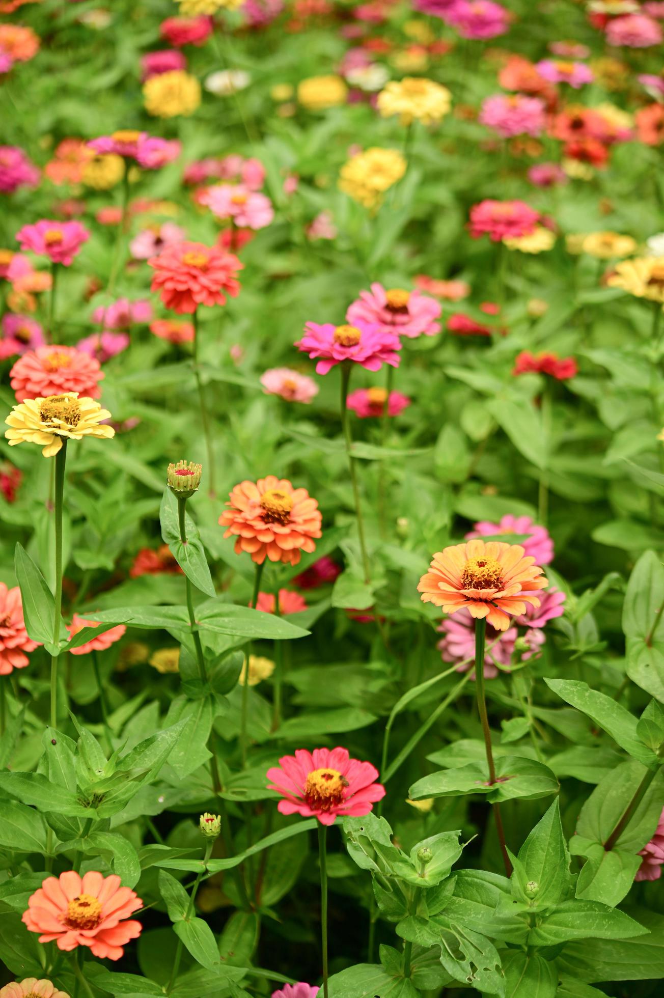 Zinnia flowers,colorful flowers, tropical flowers, Thai flowers, close up shot. Stock Free