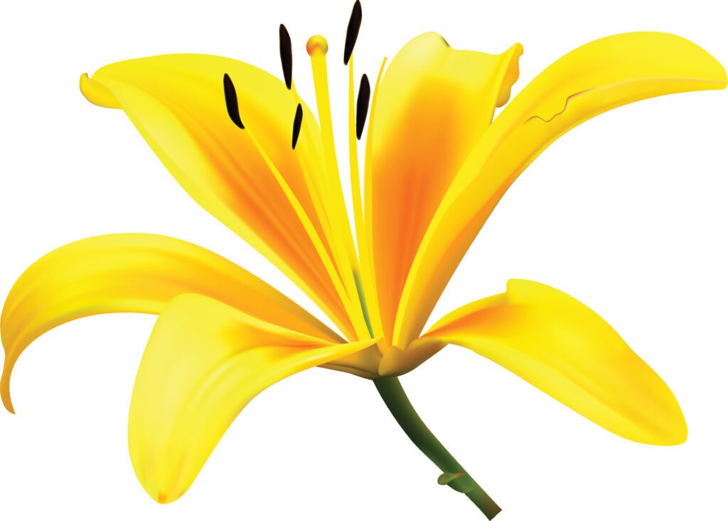 Yellow lily flower isolated on white background. Realistic illustration. Free Vector