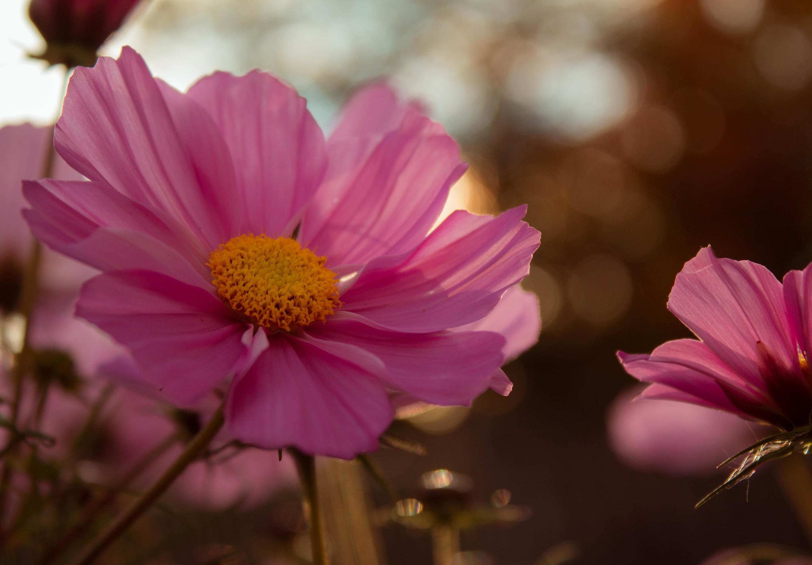 Calm Pink Autumn Flower Closeup of a Blue Zephyr Stock Free