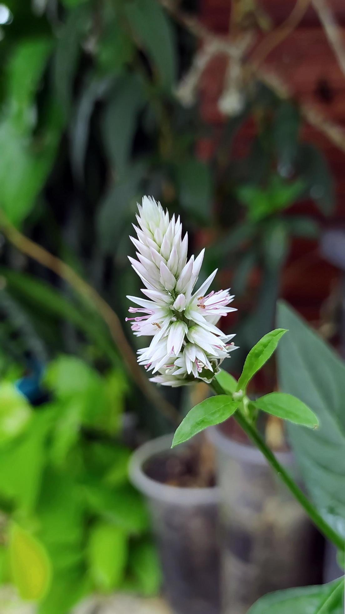 Celosia argentea L. Single white flowers in the morning garden. Stock Free