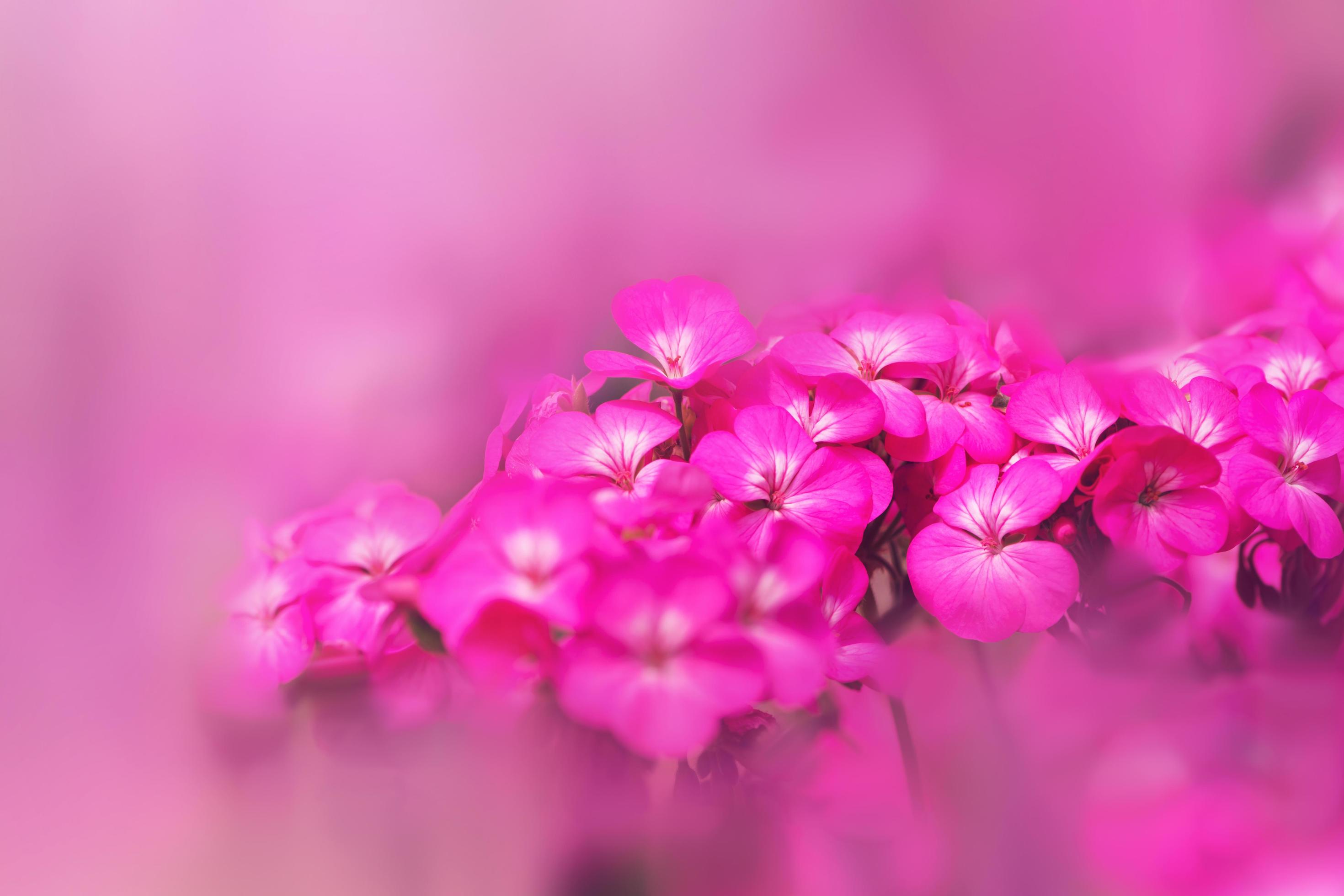 background Flower Geranium. Garden flowers. A bouquet of pink flowers blur. Full frame, Digital painting. Geranium pink Stock Free