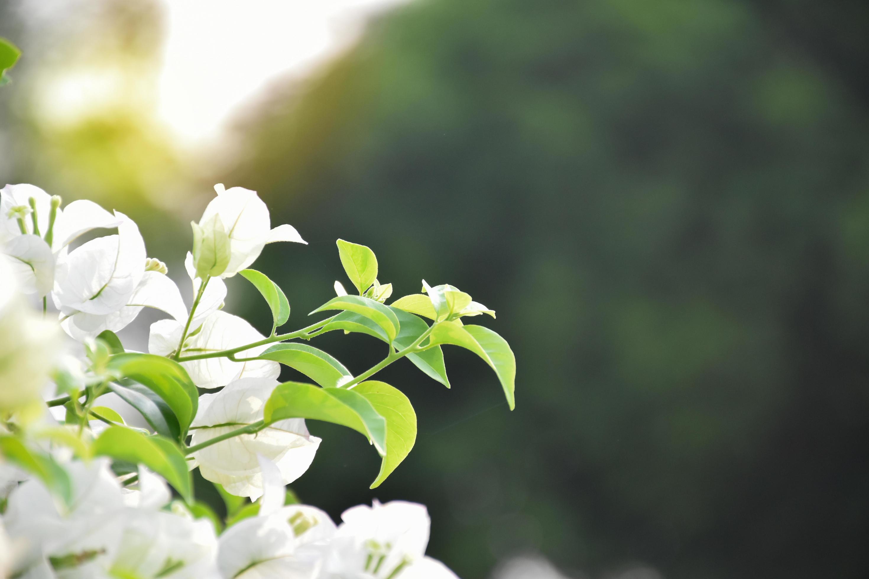 Bougainvillea flower in the morning with blurred background Stock Free