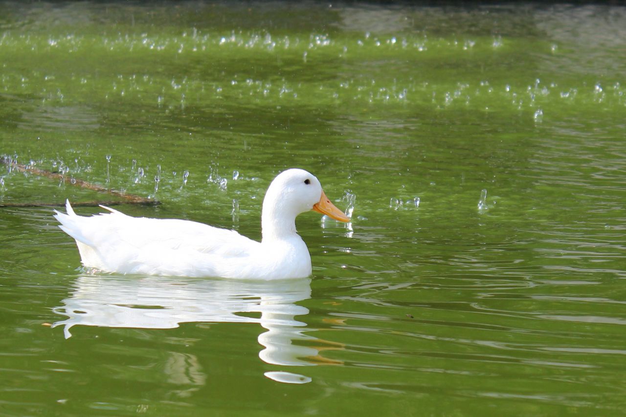 White Duck In Greenish Water Stock Free