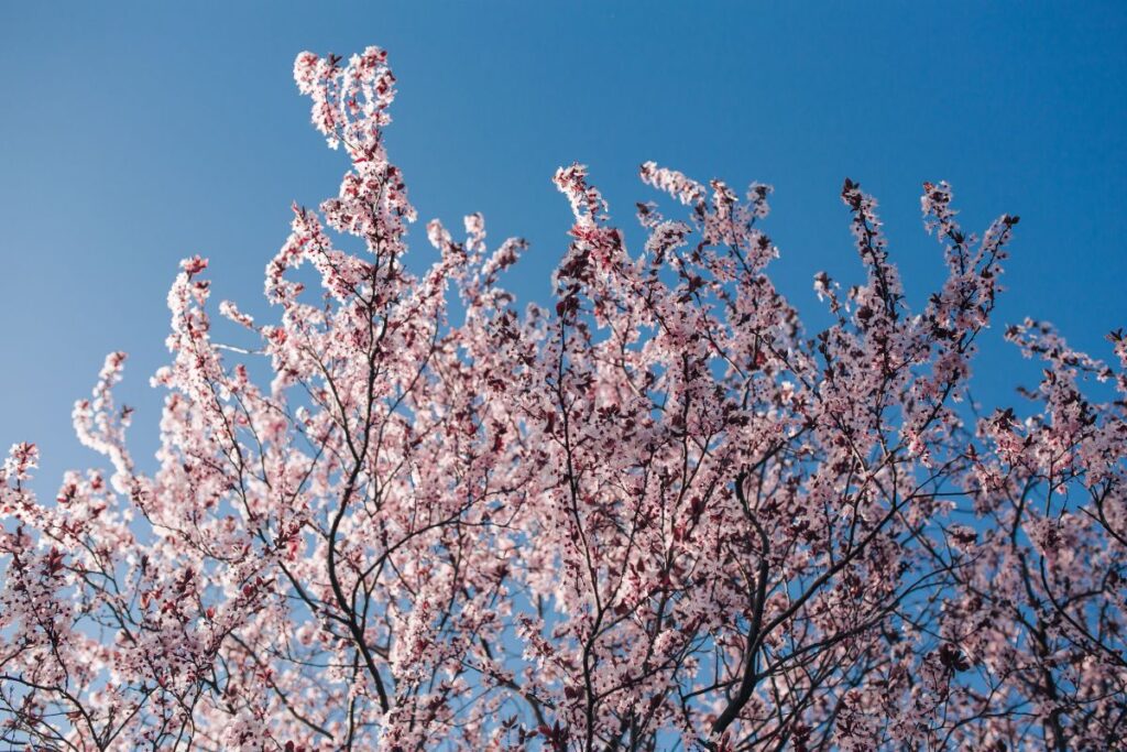 Pink spring flowers Stock Free