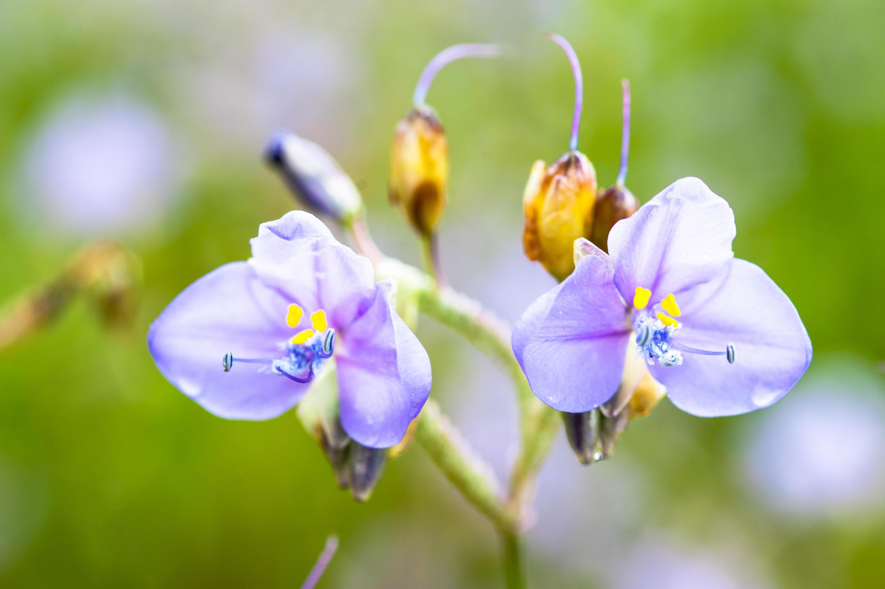 Flower giganteum Murdannia at Phusoidao mountains in Thailand Stock Free