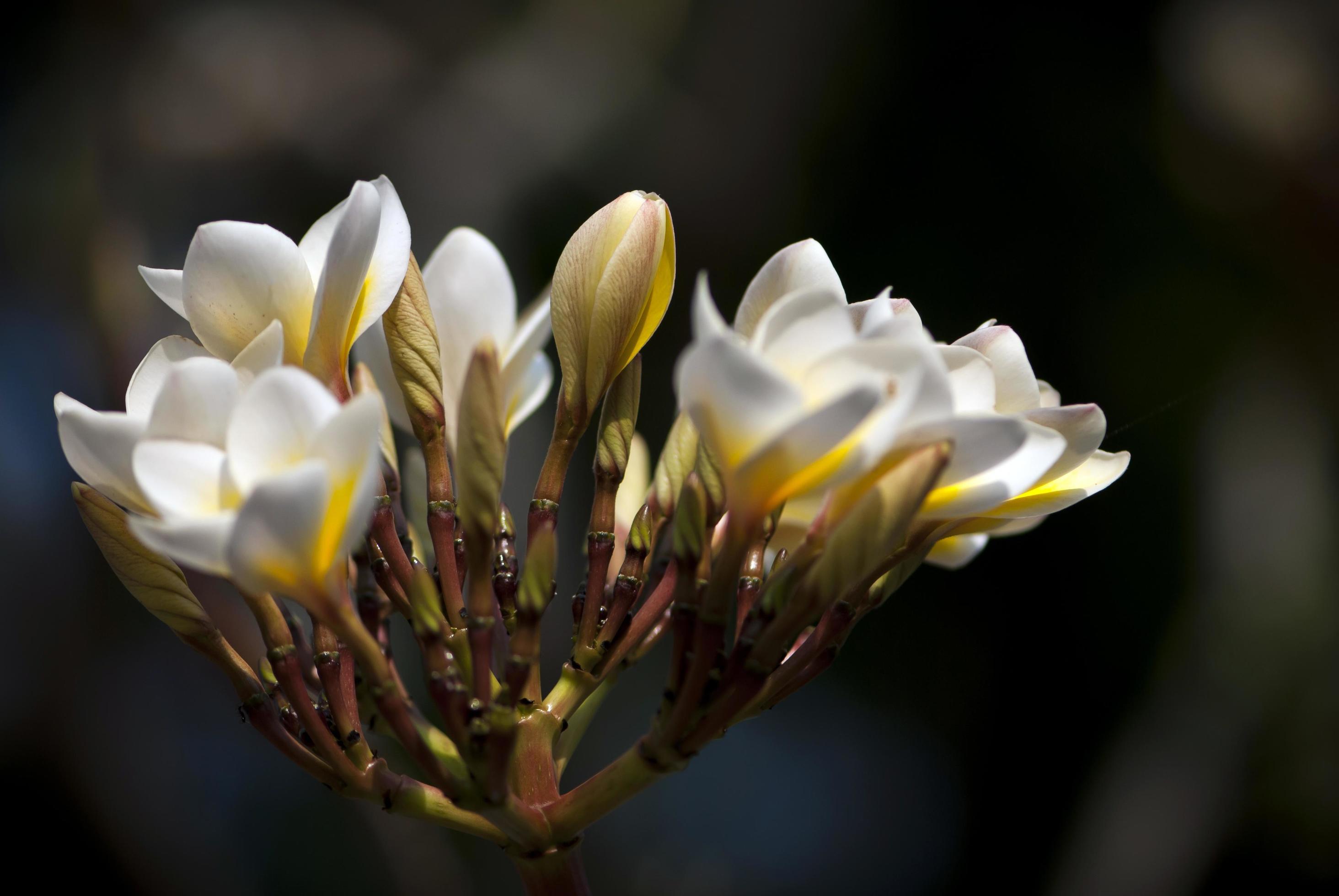 Frangipani flowers in the garden Stock Free