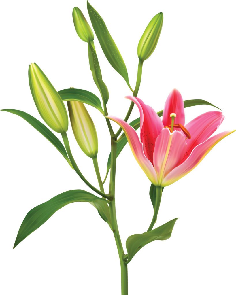 Lily flower on white background Free Vector