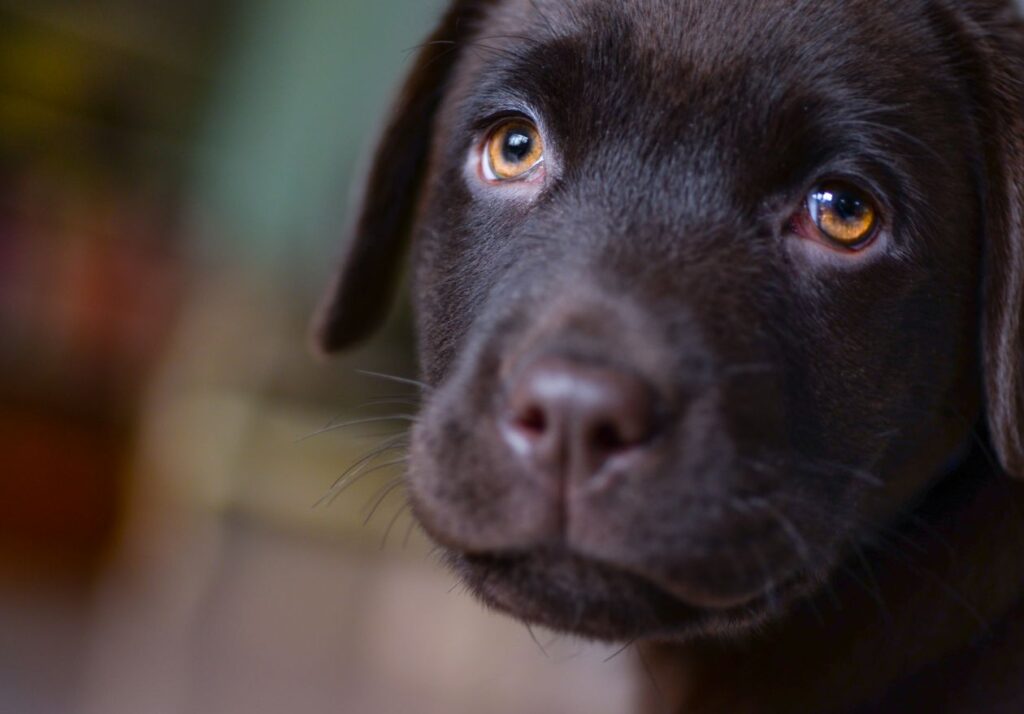 Sad looking Labrador Stock Free