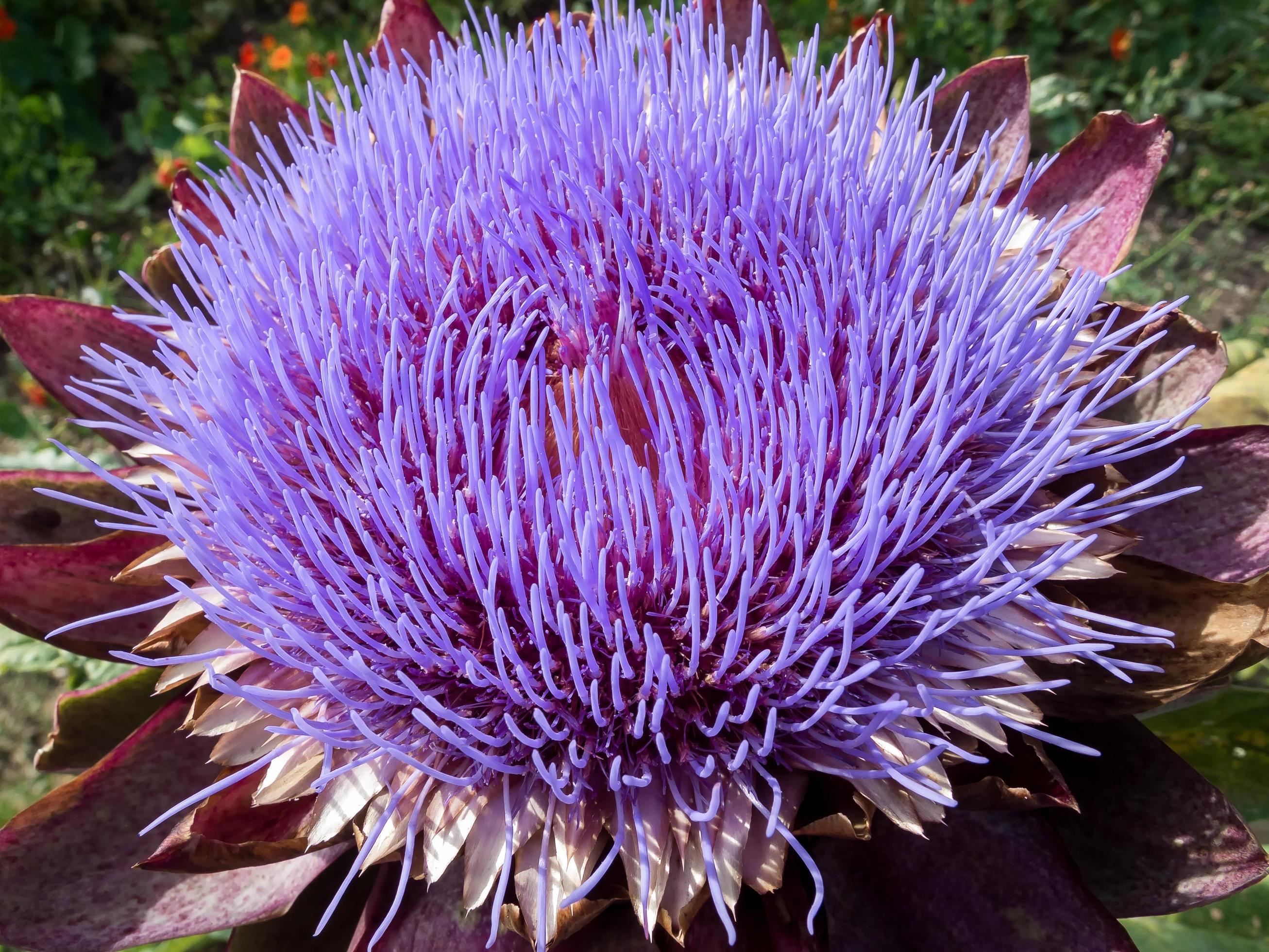 Globe Artichoke Flower Stock Free