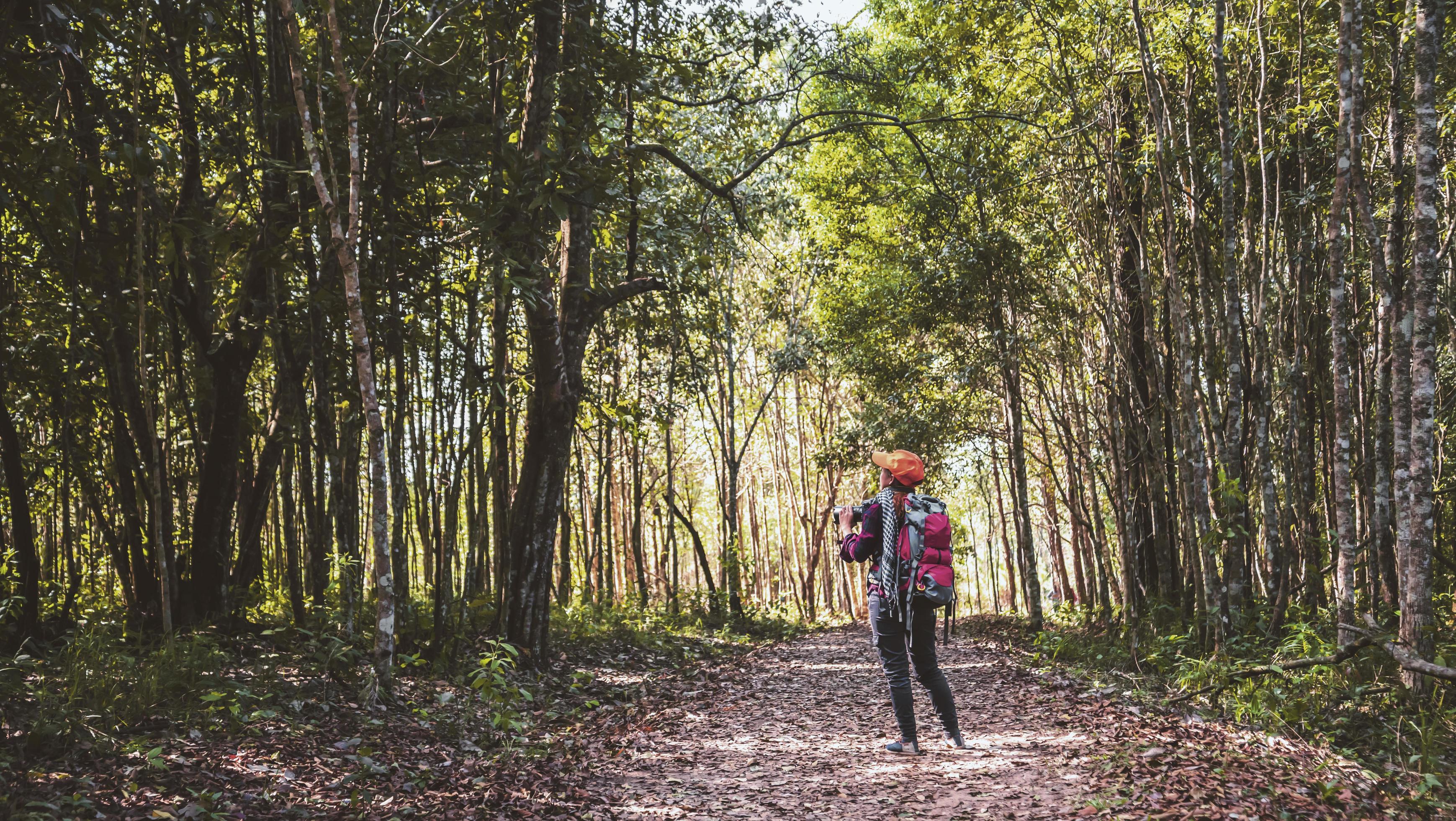 Photographer asian women Traveling photograph Nature. travel relax in the holiday walk in the forest. travel relax in the holiday. Thailand Stock Free