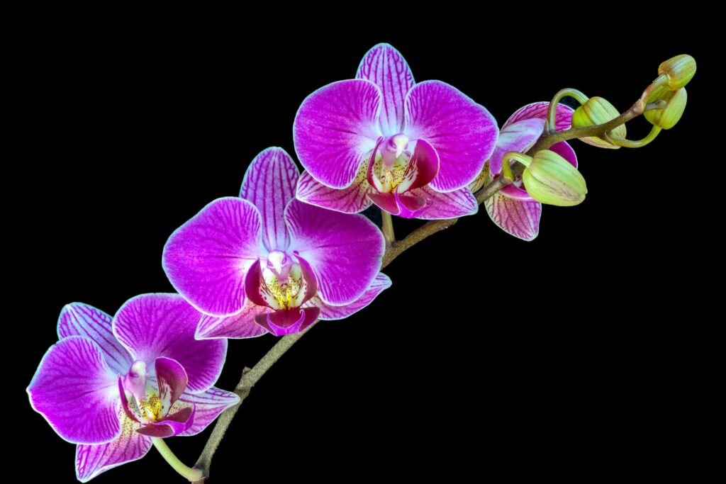 A Spray of Orchid Flowers Stock Free