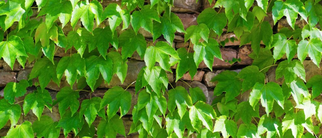 Green climbing plant on a stone wall on a sunny day. Natural background. Banner. Stock Free